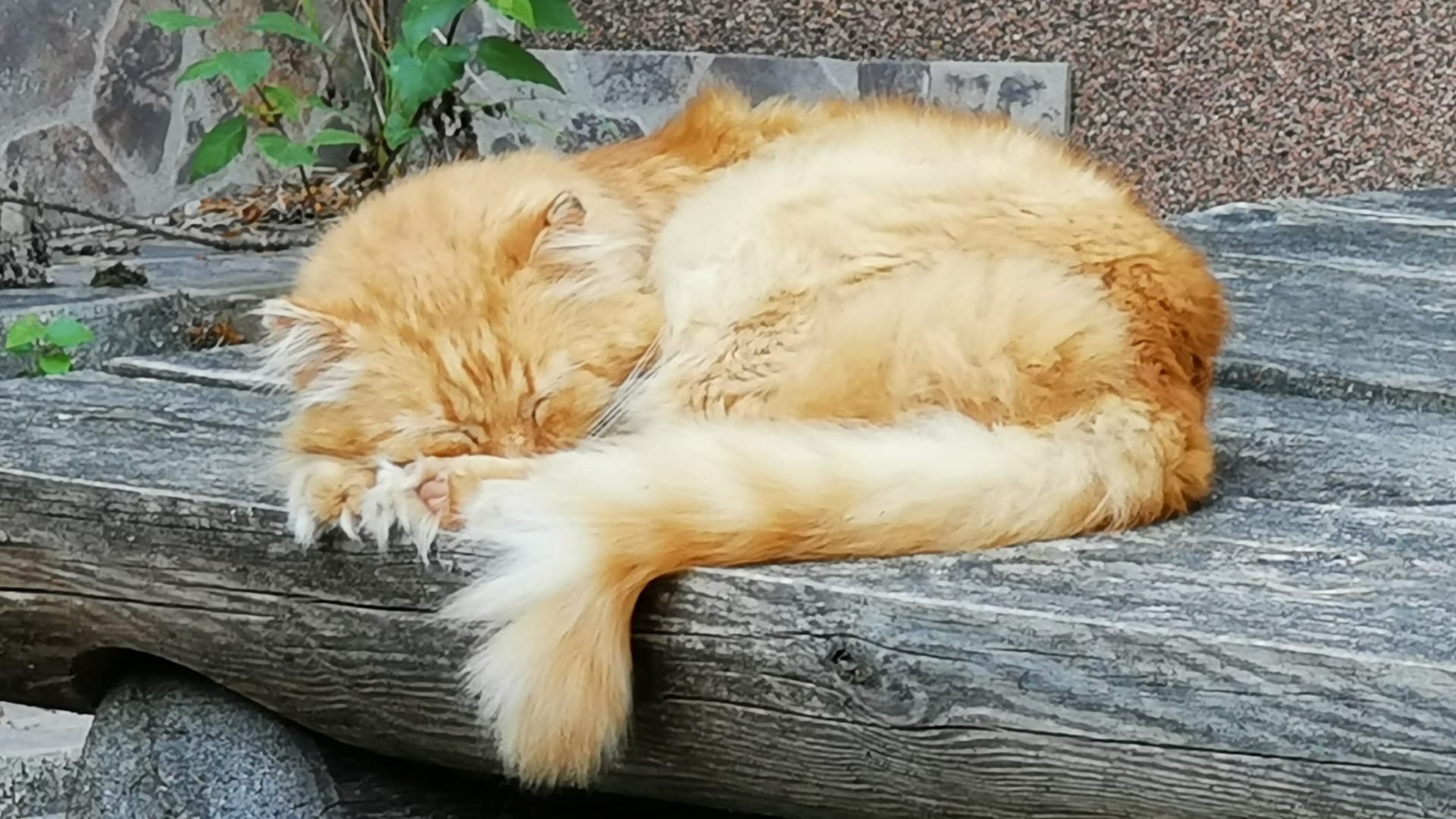 Anarhisti kokaraamat (toidu eri)